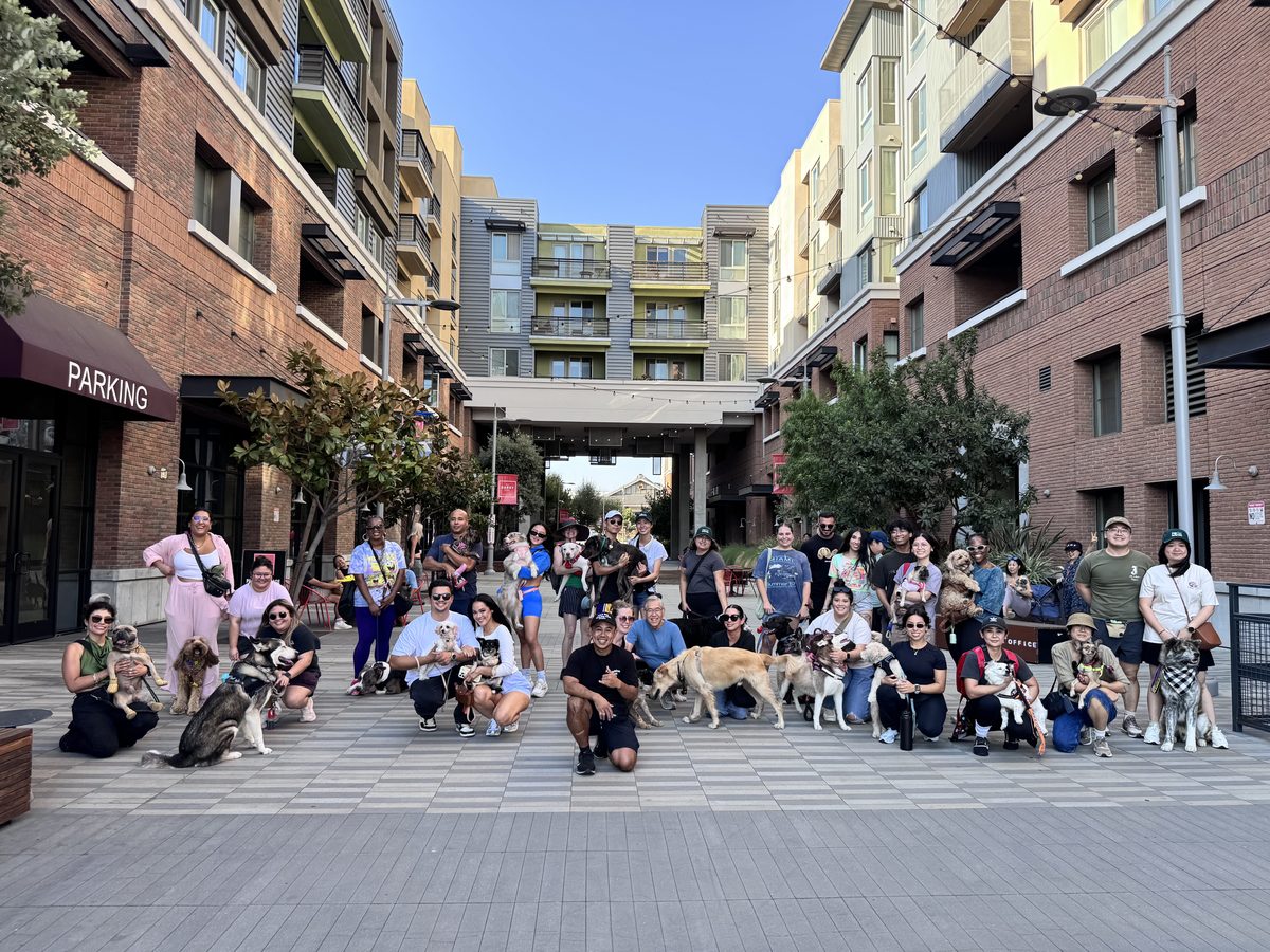 a large group of members and their dogs gathered in a courtyard